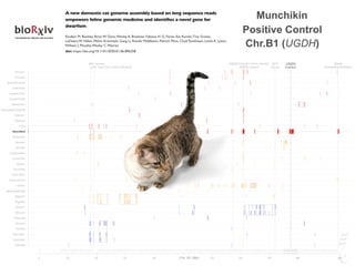 FGF5 Longhair
KIT
Gloves
PKD2 Polycystic kidney disease UGDH
Dwarfism
HR Hairless IDUA
MucopolysaccharidosisLPL Lipoprotein Lipase Deficiency
0 20 40 60 80 120 140 160 180 209
Siamese
Burmese2
Burmese1
Oriental
Bombay
Peterbald
Birman2
Birman1
Ragdoll2
Ragdoll1
JapaneseBobtail
LaPerm
AmericanCurl
CornishRex
DevonRex
Sphynx
TurkishVan
EgyptianMau
Bengal2
Bengal1
Abyssinian
Munchkins
Lykoi
Siberian2
Siberian1
NorwegianForestCat
MaineCoon
ScottishFold2
ScottishFold1
SelkirkRex
BritishShorthair
Persian2
Persian1
Chr. B1 (Mb)
FGF5 Longhair
KIT
Gloves
PKD2 Polycystic kidney disease UGDH
Dwarfism
HR Hairless IDUA
MucopolysaccharidosisLPL Lipoprotein Lipase Deficiency
0 20 40 60 80 120 140 160 180 209
Siamese
Burmese2
Burmese1
Oriental
Bombay
Peterbald
Birman2
Birman1
Ragdoll2
Ragdoll1
JapaneseBobtail
LaPerm
AmericanCurl
CornishRex
DevonRex
Sphynx
TurkishVan
EgyptianMau
Bengal2
Bengal1
Abyssinian
Munchkins
Lykoi
Siberian2
Siberian1
NorwegianForestCat
MaineCoon
ScottishFold2
ScottishFold1
SelkirkRex
BritishShorthair
Persian2
Persian1
Chr. B1 (Mb)
UGDH
Dwarfism
180
Munchikin
Positive Control
Chr.B1 (UGDH)
 