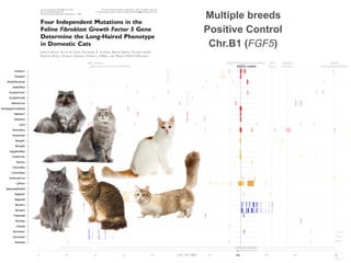 FGF5 Longhair
KIT
Gloves
PKD2 Polycystic kidney disease UGDH
Dwarfism
HR Hairless IDUA
MucopolysaccharidosisLPL Lipoprotein Lipase Deficiency
0 20 40 60 80 120 140 160 180 209
Siamese
Burmese2
Burmese1
Oriental
Bombay
Peterbald
Birman2
Birman1
Ragdoll2
Ragdoll1
JapaneseBobtail
LaPerm
AmericanCurl
CornishRex
DevonRex
Sphynx
TurkishVan
EgyptianMau
Bengal2
Bengal1
Abyssinian
Munchkins
Lykoi
Siberian2
Siberian1
NorwegianForestCat
MaineCoon
ScottishFold2
ScottishFold1
SelkirkRex
BritishShorthair
Persian2
Persian1
Chr. B1 (Mb)
FGF5 Longhair
KIT
Gloves
PKD2 Polycystic kidney disease UGDH
Dwarfism
HR Hairless IDUA
MucopolysaccharidosisLPL Lipoprotein Lipase Deficiency
0 20 40 60 80 120 140 160 180 209
Siamese
Burmese2
Burmese1
Oriental
Bombay
Peterbald
Birman2
Birman1
Ragdoll2
Ragdoll1
JapaneseBobtail
LaPerm
AmericanCurl
CornishRex
DevonRex
Sphynx
TurkishVan
EgyptianMau
Bengal2
Bengal1
Abyssinian
Munchkins
Lykoi
Siberian2
Siberian1
NorwegianForestCat
MaineCoon
ScottishFold2
ScottishFold1
SelkirkRex
BritishShorthair
Persian2
Persian1
Chr. B1 (Mb)
FGF5 Longhair
KIT
Gloves
PKD2 Polycystic kidney disease UGDH
Dwarfism
HR Hairless IDUA
MucopolysaccharidosisLPL Lipoprotein Lipase Deficiency
0 20 40 60 80 120 140 160 180 209
Siamese
Burmese2
Burmese1
Oriental
Bombay
Peterbald
Birman2
Birman1
Ragdoll2
Ragdoll1
JapaneseBobtail
LaPerm
AmericanCurl
CornishRex
DevonRex
Sphynx
TurkishVan
EgyptianMau
Bengal2
Bengal1
Abyssinian
Munchkins
Lykoi
Siberian2
Siberian1
NorwegianForestCat
MaineCoon
ScottishFold2
ScottishFold1
SelkirkRex
BritishShorthair
Persian2
Persian1
Chr. B1 (Mb)
Journal of Heredity 2007:98(6):555–566
doi:10.1093/jhered/esm072
Advance Access publication September 1, 2007
Ó The American Genetic Association. 2007. All rights reserved.
For permissions, please email: journals.permissions@oxfordjournals.org.
Four Independent Mutations in the
Feline Fibroblast Growth Factor 5 Gene
Determine the Long-Haired Phenotype
in Domestic Cats
JAMES S. KEHLER, VICTOR A. DAVID, ALEJANDRO A. SCHA¨ FFER, KRISTINA BAJEMA, EDUARDO EIZIRIK,
DAVID K. RYUGO, STEVEN S. HANNAH, STEPHEN J. O’BRIEN, AND MARILYN MENOTTI-RAYMOND
From the Laboratory of Genomic Diversity, National Cancer Institute-Frederick, Frederick, MD 21702 (Kehler, David,
Bajema, O’Brien, and Menotti-Raymond); Center for Animal Transgenesis and Germ Cell Research, Room 102, Myrin
Building, School of Veterinary Medicine, University of Pennsylvania, Kennett Square, PA 19348 (Kehler); Department of
Health and Human Services, National Center for Biotechnology Information, National Institutes of Health, Bethesda,
MD 20894 (Scha¨ffer); Centro de Biologia Genoˆ mica e Molecular, Faculdade de Biocieˆncias, Pontifı´cia Universidade
Cato´lica do Rio Grande do Sul, Porto Alegre, RS 90619-900, Brazil (Eizirik); Department of Otolaryngology and
Neuroscience, 720 Rutland Avenue, Johns Hopkins University, Baltimore, MD 21205 (Ryugo); and Nestle´-Purina PetCare
Company, St. Louis, MO 63134 (Hannah).
Address correspondence to J. S. Kehler at the address above, or e-mail: jkehler@ncifcrf.gov.
Abstract
To determine the genetic regulation of "hair length" in the domestic cat, a whole-genome scan was performed in
a multigenerational pedigree in which the "long-haired" phenotype was segregating. The 2 markers that demonstrated the
greatest linkage to the long-haired trait (log of the odds ! 6) ﬂanked an estimated 10-Mb region on cat chromosome B1
containing the Fibroblast Growth Factor 5 (FGF5) gene, a candidate gene implicated in regulating hair follicle growth cycle in
other species. Sequence analyses of FGF5 in 26 cat breeds and 2 pedigrees of nonbreed cats revealed 4 separate mutations
predicted to disrupt the biological activity of the FGF5 protein. Pedigree analyses demonstrated that different combinations
of paired mutant FGF5 alleles segregated with the long-haired phenotype in an autosomal recessive manner. Association
analyses of more than 380 genotyped breed and nonbreed cats were consistent with mutations in the FGF5 gene causing the
long-haired phenotype in an autosomal recessive manner. In combination, these genomic approaches demonstrated that
FGF5 is the major genetic determinant of hair length in the domestic cat.
The hair follicle provides a unique to mammalian model in
which to study the complex genetic regulation between stem
and stromal cells during self-renewal and terminal differen-
tiation of a tissue. Genetic modulation of the hair follicle
cycle can affect hair length, providing a rapid means for sig-
niﬁcant phenotypic change under either artiﬁcial or natural
selection. The large variety of cat breeds with different hair
textures and lengths provides a potential wealth of mam-
malian models with spontaneous mutations at unknown loci
affecting hair follicle structure and function (Vella and
Robinson 1999). Discovery and comparison of mutations in
orthologous genes between mammals can provide additional
understanding about the conserved domains that are required
for protein function.
The initial molecular studies of the "long hair" locus
were done in mice. Breeding experiments of spontaneously
occurring "long-haired" Angora mice demonstrated that the
go locus was the major determinant of "hair length" in the
mouse and that the long-haired phenotype was inherited in
an autosomal recessive manner (Dickie 1963; Pennycuik and
Raphael 1984). Subsequent targeted mutation of the ﬁbroblast
growth factor 5 (Fgf5) gene and crossbreeding experiments
between Fgf5 knockout (Fgf5neo
) and Angora mice demon-
strated that Fgf5neo
and go represented null alleles of the same
locus (He´bert et al. 1994).
FGF5 was originally identiﬁed as a human oncogene
(Zhan et al. 1987), belonging to a family of 23 related FGF
genes (For a review, see Katoh 2002; Katoh and Katoh
555
Downloadedfromhttps://academic.oup.com/jhered/article-abstract/98/6/555/2188095byhhalhaddad@gmail.comon07July2020
Multiple breeds
Positive Control
Chr.B1 (FGF5)
 