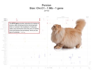 Persian
Size: Chr.C1 - 1 Mb - 1 gene
DPYD
MLPH
Dilution
CTSK ACVR1
Fibrodysplasia Ossificans Progressiva
0 20 40 60 80 100 140 160 180 200 224
Siamese
Burmese2
Burmese1
Oriental
Bombay
Peterbald
Birman2
Birman1
Ragdoll2
Ragdoll1
JapaneseBobtail
LaPerm
AmericanCurl
CornishRex
DevonRex
Sphynx
TurkishVan
EgyptianMau
Bengal2
Bengal1
Abyssinian
Munchkins
Lykoi
Siberian2
Siberian1
NorwegianForestCat
MaineCoon
ScottishFold2
ScottishFold1
SelkirkRex
BritishShorthair
Persian2
Persian1
Chr. C1 (Mb)
MLPH
Dilution
CTSK ACVR1
Fibrodysplasia Ossificans Progressiva
0 20 40 60 80 100 140 160 180 200 224
Siamese
Burmese2
Burmese1
Oriental
Bombay
Peterbald
Birman2
Birman1
Ragdoll2
Ragdoll1
JapaneseBobtail
LaPerm
AmericanCurl
CornishRex
DevonRex
Sphynx
TurkishVan
EgyptianMau
Bengal2
Bengal1
Abyssinian
Munchkins
Lykoi
Siberian2
Siberian1
NorwegianForestCat
MaineCoon
ScottishFold2
ScottishFold1
SelkirkRex
BritishShorthair
Persian2
Persian1
Chr. C1 (Mb)
 