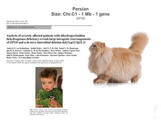 Persian
Size: Chr.C1 - 1 Mb - 1 gene
DPYD
Hum Genet (2009) 125:581–590
DOI 10.1007/s00439-009-0653-6
ORIGINAL INVESTIGATION
Analysis of severely aVected patients with dihydropyrimidine
dehydrogenase deWciency reveals large intragenic rearrangements
of DPYD and a de novo interstitial deletion del(1)(p13.3p21.3)
André B. P. van Kuilenburg · Judith Meijer · Adri N. P. M. Mul · Raoul C. M. Hennekam ·
Jan M. N. Hoovers · Christine E. M. de Die-Smulders · Peter Weber · Andrea Capone Mori ·
Jörgen Bierau · Brian Fowler · Klaus Macke · Jörn Oliver Sass · Rutger Meinsma ·
Julia B. Hennermann · Peter Miny · Lida Zoetekouw · Raymon Vijzelaar · Joost Nicolai ·
Bauke Ylstra · M. Estela Rubio-Gozalbo
Received: 27 January 2009 / Accepted: 5 March 2009 / Published online: 19 March 2009
© The Author(s) 2009. This article is published with open access at Springerlink.com
Abstract Dihydropyrimidine dehydrogenase (DPD) deW-
ciency is an infrequently described autosomal recessive
disorder of the pyrimidine degradation pathway and can
lead to mental and motor retardation and convulsions. DPD
deWciency is also known to cause a potentially lethal
toxicity following administration of the antineoplastic
agent 5-Xuorouracil. In an ongoing study of 72 DPD deW-
cient patients, we analysed the molecular background of 5
patients in more detail in whom initial sequence analysis
did not reveal pathogenic mutations. In three patients, a
13.8 kb deletion of exon 12 was found and in one patient a
122 kb deletion of exon 14–16 of DPYD. In the Wfth
patient, a c.299_302delTCAT mutation in exon 4 was
found and also loss of heterozygosity of the entire DPD
gene. Further analysis demonstrated a de novo deletion of
approximately 14 Mb of chromosome 1p13.3–1p21.3,
which includes DPYD. HaploinsuYciency of NTNG1,
LPPR4, GPSM2, COL11A1 and VAV3 might have con-
tributed to the severe psychomotor retardation and unusual
craniofacial features in this patient. Our study showed for
the Wrst time the presence of genomic deletions aVecting
DPYD in 7% (5/72) of all DPD deWcient patients. There-
fore, screening of DPD deWcient patients for genomic dele-
tions should be considered.
A. B. P. van Kuilenburg · J. Meijer · R. Meinsma · L. Zoetekouw
Department of Clinical Chemistry, Emma Children’s Hospital,
Academic Medical Center, University of Amsterdam,
Amsterdam, The Netherlands
A. N. P. M. Mul · J. M. N. Hoovers
Department of Clinical Genetics, Academic Medical Center,
Amsterdam, The Netherlands
J. Bierau · M. E. Rubio-Gozalbo
Department of Inherited Metabolic Diseases,
University Hospital Maastricht, Maastricht, The Netherlands
B. Fowler
Department of Metabolic Diseases,
University Children’s Hospital Basel, Basel, Switzerland
K. Macke
584 Hum Genet (2009) 125:581–590
123
had transient respiratory problems and feeding diYculties.
During subsequent months, hypertonia and hyperreXexia
changed into severe hypotonia and areXexia. Growth fol-
lowed the 50th centile for height and the 97th centile for
head circumference. He was profoundly retarded. At
3 years he showed macrocephaly, prominent forehead,
hypertelorism, downward slanted palpebral Wssures, low
nasal bridge, full nasal tip, anteverted nares, long and
prominent philtrum, open mouth appearance, everted lower
vermillion, a highly arched palate and large lobules
(Fig. 1). Eruption of his dentition was delayed, nails were
short and thin, and X-rays showed epiphyseal dysplasia of
the femoral head. Ophthalmologic examination showed
myopia, astigmatism and nystagmus. Informed consent was
obtained from the parents.
Analysis of urine and plasma samples of the patients
showed strongly elevated levels of uracil and thymine. The
DPD activity in PBM cells or Wbroblasts proved to be unde-
tectably low in all patients indicating a complete deWciency
of DPD. Analysis of the DPD activity in the parents of
patient 5 showed that the DPD activity in PBM cells of the
mother (3.9 nmol/mg/h) was decreased compared with
controls (9.9 § 2.8 nmol/mg/h) and comparable to that
observed for other obligate heterozygotes (van Kuilenburg
et al. 2002b). Surprisingly, a normal DPD activity
(9.5 nmol/mg/h) was detected in PBM cells from the father.
Molecular studies
Analysis of the genomic sequences of all exons of DPYD,
including their Xanking sequences, revealed no pathogenic
mutations in patients 1–4. However, exon 12 and its
Xanking sequences could not be ampliWed with PCR in
patients 1, 2 and 3 whereas exons 14–16 could not be
ampliWed in patient 4. In patient 5, apparent homozygosity
for the c.299_302delTCAT (formerly known as the
c.295_298delTCAT mutation) in exon 4 was observed.
Analysis of DPYD from the mother demonstrated that she
was heterozygous for the c.299_302delTCAT mutation
whereas in the father the mutation could not be detected.
Biological parenthood was conWrmed using multiplex
genotyping (data not shown).
To investigate the presence of a deletion of one or more
exons of DPYD, MLPA was performed in all patients and
four controls (Fig. 2). These results suggested a deletion of
exon 12 in patients 1, 2 and 3, a deletion of exons 14–16 in
patient 4, and loss of heterozygosity of the entire DPYD
gene in patient 5. A normal MLPA pattern was observed in
the parents of patient 5.
Sequence analysis of DPYD showed that the patients 1, 2
and 3 were homozygous for a 13.8 kb deletion ranging
from c.1,340–3,473 to c.1,524 + 10,154 (c.1,340–
3,473_c.1,525 + 10,154del13812) (Fig. 3). In addition, a
short repeat sequence present in intron 12 was inserted
between intron 11 and intron 12 (Fig. 3b). cDNA analysis
showed that this large genomic deletion led to the synthesis
of an aberrant transcript lacking exon 12 (c.1,340_
1,524del).
Analysis of the cDNA coding for DPD showed that
patient 4 was homozygous for a deletion of exon 14–16
(c.1,741_2,058del) encoding the amino acids 581–686
(Fig. 4a). Analysis of DPYD showed that patient 4 had a dele-
tion of approximately 122 kb ranging from 36 kb upstream
exon 14 to 19.5 kb downstream of exon 16 (Fig. 4b).
Cytogenetic analyses
FISH analysis in patient 5 and his parents showed only one
signal on chromosome 1p in the patient whereas both chro-
mosomes were labelled in the parents (Fig. 5a), indicating a
de novo deletion of DPYD. In addition to DPYD, also the
Xanking genes PTBP2 and SNX7 were deleted in the
patient. Subsequent chromosome analysis with high resolu-
tion banding revealed a deletion of band p21 in the short
arm of chromosome 1 (Fig. 5b).
Array-based CGH was performed to delineate the
boundaries and size of the 1p21 deletion. Detailed analysis
of the chromosome 1 region showed a deleted region of
approximately 14 Mb situated between 1p13.3 and 1p21.3
(Fig. 5c). In this region, 57 diVerent genes were localised
Fig. 1 Patient 5 at age 3 years. Note the macrocephaly, prominent
forehead, low nasal bridge, anteverted nares, open mouth appearance,
full lower vermillion, and large lobules. Informed consent was
obtained from the parents
 