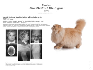 Persian
Size: Chr.C1 - 1 Mb - 1 gene
DPYD
Am. J. Hum. Genet. 62:816–823, 1998
Marshall Syndrome Associated with a Splicing Defect at the
COL11A1 Locus
Andrew J. Grifﬁth,1,2
Leslie K. Sprunger,1
D. Alexa Sirko-Osadsa,3
George E. Tiller,5
Miriam H. Meisler,1
and Matthew L. Warman3,4
Departments of 1
Human Genetics and 2
Otolaryngology–Head and Neck Surgery, University of Michigan, Ann Arbor; Departments of
3
Genetics and 4
Pediatrics, Case Western Reserve University School of Medicine, and Center for Human Genetics, University Hospitals of
Cleveland, Cleveland; and 5
Department of Pediatrics, Vanderbilt University School of Medicine, Nashville
Summary
Marshall syndrome is a rare, autosomal dominant skel-
etal dysplasia that is phenotypically similar to the more
common disorder Stickler syndrome. For a large kindred
with Marshall syndrome, we demonstrate a splice-do-
nor–site mutation in the COL11A1 gene that cosegre-
gates with the phenotype. The Gϩ1
rA transition causes
in-frame skipping of a 54-bp exon and deletes amino
acids 726–743 from the major triple-helical domain of
the a1(XI) collagen polypeptide. The data support the
hypothesis that the a1(XI) collagen polypeptide has an
important role in skeletal morphogenesis that extends
beyond its contribution to structural integrity of the car-
tilage extracellular matrix. Our results also demonstrate
allelism of Marshall syndrome with the subset of Stickler
syndrome families associated with COL11A1 mutations.
Introduction
Craniofacial morphogenesis is a complex process in
which unique bony structures are formed around the
developing brain (Sperber and Machin 1994; Johnston
and Bronsky 1995; Schilling 1997). The recent eluci-
dation of the molecular basis of several osteochondro-
dysplasias has laid the foundation for a better under-
standing of the embryologic development of the skull.
Mutations have been identiﬁed in genes encoding
growth-factor receptors, transcription factors, and struc-
tural proteins. Examples include defects of the ﬁbroblast
FGFR3 and MSX2, in isolated craniosynostoses (Ma et
al. 1996; Muenke et al. 1997); defects of TWIST (How-
ard et al. 1997), CBFA1 (Lee et al. 1997), and GLI3
(Vortkamp et al. 1991); and defects of type II collagen,
in the spondyloepiphyseal dysplasia congenita spectrum
(Spranger et al. 1994).
Marshall syndrome (MIM 154780) is an autosomal
dominant craniofacial disorder characterized by hypo-
plasia of the maxilla, nasal bones, and frontal sinuses,
as well as calvarial thickening, myopia, early-onset cat-
aracts, and sensorineural hearing loss (Marshall 1958).
Some of these clinical features are shared by individuals
with Stickler syndrome (hereditary arthro-ophthalm-
opathy), leading to the suggestion that the conditions
may be allelic (Cohen 1974). Stickler syndrome exhibits
genetic heterogeneity, and mutations in the genes en-
coding all three a-chains of type XI collagen (COL11A1,
COL11A2, and COL2A1) have been reported (Spranger
et al. 1994; Vikkula et al. 1995; Richards et al. 1996).
Using a candidate-gene approach, we have excluded
linkage of the Marshall syndrome phenotype to
COL11A2 and COL2A1 and have established linkage
to the COL11A1 locus. We also report a splice-do-
nor–site mutation in COL11A1 that cosegregates with
the clinical phenotype in a large family with Marshall
syndrome.
Subjects and Methods
Analysis of the Marshall Syndrome Family
Members of the study family were ascertained at the
Grifﬁth et al.: COL11A1 Defect in Marshall Syndrome 819
Figure 1 Marshall syndrome phenotype of individual II-1. A and B, Photographs showing the short nose with ﬂat root, sunken nasal
bridge, retruded midface, and mild orbital hypertelorism. C, Cranial radiograph showing hypoplastic nasal bones (arrowheads). D, Cranial
computed tomography showing intracranial calciﬁcations (arrows). E and F, Radiographs of the hip (E) and knee (F), showing narrowing of
joint spaces and osteophytic changes.
from the controls revealed an internal 54-bp in-frame
deletion in the patient that corresponds to nucleotides
3924–3977 of the COL11A1 cDNA (numbered accord-
ing to GenBank accession nos. J04177 and J05407 [http:
pliﬁed with cDNA primers 3928F and 4027R (table 1),
ﬂanking the 3 end of the deleted sequence. The 1-kb
genomic ampliﬁcation product from affected individual
II-1 was sequenced (GenBank accession no. AF017809).
 