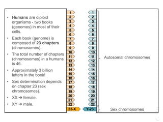 • Humans are diploid
organisms - two books
(genomes) in most of their
cells.
• Each book (genome) is
composed of 23 chapters
(chromosomes).
• The total number of chapters
(chromosomes) in a humans
is 46.
• Approximately 3 billion
letters in the book!
• Sex determination depends
on chapter 23 (sex
chromosomes).
• XX ➔ female.
• XY ➔ male.
Autosomal chromosomes
Sex chromosomes23-X Y-23
 