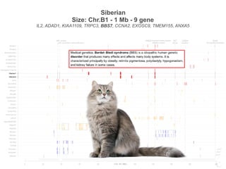 FGF5 Longhair
KIT
Gloves
PKD2 Polycystic kidney disease UGDH
Dwarfism
HR Hairless IDUA
MucopolysaccharidosisLPL Lipoprotein Lipase Deficiency
0 20 40 60 80 120 140 160 180 209
Siamese
Burmese2
Burmese1
Oriental
Bombay
Peterbald
Birman2
Birman1
Ragdoll2
Ragdoll1
JapaneseBobtail
LaPerm
AmericanCurl
CornishRex
DevonRex
Sphynx
TurkishVan
EgyptianMau
Bengal2
Bengal1
Abyssinian
Munchkins
Lykoi
Siberian2
Siberian1
NorwegianForestCat
MaineCoon
ScottishFold2
ScottishFold1
SelkirkRex
BritishShorthair
Persian2
Persian1
Chr. B1 (Mb)
Siberian
Size: Chr.B1 - 1 Mb - 9 gene
IL2, ADAD1, KIAA1109, TRPC3, BBS7, CCNA2, EXOSC9, TMEM155, ANXA5
FGF5 Longhair
KIT
Gloves
PKD2 Polycystic kidney disease UGDH
Dwarfism
HR Hairless IDUA
MucopolysaccharidosisLPL Lipoprotein Lipase Deficiency
0 20 40 60 80 120 140 160 180 209
Siamese
Burmese2
Burmese1
Oriental
Bombay
Peterbald
Birman2
Birman1
Ragdoll2
Ragdoll1
JapaneseBobtail
LaPerm
AmericanCurl
CornishRex
DevonRex
Sphynx
TurkishVan
EgyptianMau
Bengal2
Bengal1
Abyssinian
Munchkins
Lykoi
Siberian2
Siberian1
NorwegianForestCat
MaineCoon
ScottishFold2
ScottishFold1
SelkirkRex
BritishShorthair
Persian2
Persian1
Chr. B1 (Mb)
 