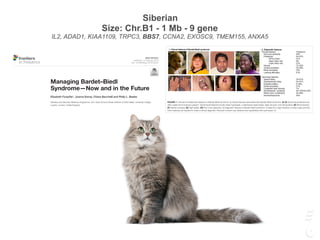 Siberian
Size: Chr.B1 - 1 Mb - 9 gene
IL2, ADAD1, KIAA1109, TRPC3, BBS7, CCNA2, EXOSC9, TMEM155, ANXA5
MINI REVIEW
published: 13 February 2018
doi: 10.3389/fped.2018.00023
Edited by:
Miriam Schmidts,
Radboud University Nijmegen,
Netherlands
Reviewed by:
Diana Valverde,
University of Vigo, Spain
John Andrew Sayer,
Newcastle University,
United Kingdom
*Correspondence:
Elizabeth Forsythe
elizabeth.forsythe@ucl.ac.uk
Specialty section:
This article was submitted to
Pediatric Nephrology,
a section of the journal
Frontiers in Pediatrics
Received: 14 December 2017
Accepted: 25 January 2018
Published: 13 February 2018
Citation:
Forsythe E, Kenny J, Bacchelli C and
Managing Bardet–Biedl
Syndrome—Now and in the Future
Elizabeth Forsythe*, Joanna Kenny, Chiara Bacchelli and Philip L. Beales
Genetics and Genomic Medicine Programme, UCL Great Ormond Street Institute of Child Health, University College
London, London, United Kingdom
Bardet–Biedl syndrome is a rare autosomal recessive multisystem disorder caused by
defects in genes encoding for proteins that localize to the primary cilium/basal body
complex. Twenty-one disease-causing genes have been identiﬁed to date. It is one
of the most well-studied conditions in the family of diseases caused by defective cilia
collectively known as ciliopathies. In this review, we provide an update on diagnostic
developments, clinical features, and progress in the management of Bardet–Biedl
syndrome. Advances in diagnostic technologies including exome and whole genome
sequencing are expanding the spectrum of patients who are diagnosed with Bardet–
Biedl syndrome and increasing the number of cases with diagnostic uncertainty. As a
result of the diagnostic developments, a small number of patients with only one or two
clinical features of Bardet–Biedl syndrome are being diagnosed. Our understanding of
the syndrome-associated renal disease has evolved and is reviewed here. Novel inter-
ventions are developing at a rapid pace and are explored in this review including genetic
therapeutics such as gene therapy, exon skipping therapy, nonsense suppression ther-
apy, and gene editing. Other non-genetic therapies such as gene repurposing, targeted
therapies, and non-pharmacological interventions are also discussed.
Keywords: Bardet–Biedl syndrome, genetic therapies, pharmacogenomics, genome editing, targeted therapies,
drug repurposing
INTRODUCTION
Bardet–Biedl syndrome (BBS), sometimes known as Laurence–Moon–Bardet-Biedl syndrome, is
a rare autosomal recessive ciliopathy characterized by rod-cone dystrophy, learning difficulties,
polydactyly, obesity, genital malformations, and renal abnormalities.
Inthe1880s,afamilywithretinitispigmentosa,obesity,andintellectualimpairmentwasdescribed
by doctors Laurence and Moon. The affected family members later went on to develop a spastic
paraparesis. In 1920 and 1922, respectively, doctors Bardet and Biedl independently described two
families with obesity, retinitis pigmentosa, and polydactyly. From 1925, the syndrome was known as
Laurence–Moon–Bardet–Biedl syndrome, but there was disagreement as to whether they were the
same entity. Later, it was considered as two entities, Laurence–Moon and Bardet–Biedl syndromes,
but mutations in known BBS genes have been seen in families with both syndromes (1, 2). Today, it
is most usually known as BBS.
It is a pleiotropic disorder and has a prevalence of around 1:100,000 in North America and Europe,
but it is significantly more common in certain isolated communities including Newfoundland
(1:18,000) (2) and Kuwaiti Bedouins (1: 13,500) (3, 4). In the last 2 decades, 21 BBS genes (BBS1–
FIGURE 1 | Clinical and diagnostic features of Bardet–Biedl syndrome. (i) Clinical features associated with Bardet–Biedl syndrome. (A–D) Typical facial features are
often subtle and not always present. Typical facial features include malar hypoplasia, a depressed nasal bridge, deep set eyes, and retrognathia. (E) Brachydactyly.
(F) Dental crowding. (G) High palate. (H) Rod-cone dystrophy. (ii) Diagnostic features of Bardet–Biedl syndrome. At least four major features or three major and two
minor features are required to make a clinical diagnosis. Informed consent was obtained and republished with permission (4).
BBS7 BBS7
BBS8 TTC8
BBS9 BBS9
BBS10 BBS10
BBS11 TRIM32
BBS12 BBS12
BBS13 MKS1
BBS14 CEP290
BBS15 WDPCP
BBS16 SDCCA8
BBS17 LZTFL1
BBS18 BBIP1
BBS19 IFT27
BBS20 IFT172
BBS21 C8orf37
2Frontiers in Pediatrics | www.frontiersin.org February 2018 | Volume 6 | Article 23
rod-cone dystrophy with notable absence of other BBS-related
features and are often diagnosed in adulthood. These individuals
are now being picked up because of the introduction of panel-
based genetic testing and major diagnostic studies such as the UK
100,000genomesproject(10)andtheDecipheringDevelopmental
Disorders (exome) study (11). They were previously overlooked
as there are many causes of rod-cone dystrophy, and it was not
understood that BBS genes could cause this feature in isolation.
Currently, diagnostic gene panels are the diagnostic tool of
choice. The use of whole exome sequencing (WES) and whole
genome sequencing (WGS) may increase coverage, aid in the
discovery of novel genes, and allow for the identification of
 