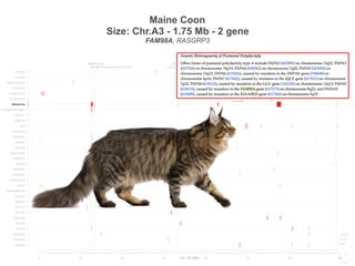 Maine Coon
Size: Chr.A3 - 1.75 Mb - 2 gene
FAM98A, RASGRP3
ASIP Agouti TPO
HypothyroidismKIF3B Progressive Retinal Atropy
SLC3A1
Cystinuria Type 1A
0 20 40 60 80 100 120 1440 144
Siamese
Burmese2
Burmese1
Oriental
Bombay
Peterbald
Birman2
Birman1
Ragdoll2
Ragdoll1
JapaneseBobtail
LaPerm
AmericanCurl
CornishRex
DevonRex
Sphynx
TurkishVan
EgyptianMau
Bengal2
Bengal1
Abyssinian
Munchkins
Lykoi
Siberian2
Siberian1
NorwegianForestCat
MaineCoon
ScottishFold2
ScottishFold1
SelkirkRex
BritishShorthair
Persian2
Persian1
Chr. A3 (Mb)
ASIP Agouti TPO
HypothyroidismKIF3B Progressive Retinal Atropy
SLC3A1
Cystinuria Type 1A
0 20 40 60 80 100 120 1440 144
Siamese
Burmese2
Burmese1
Oriental
Bombay
Peterbald
Birman2
Birman1
Ragdoll2
Ragdoll1
JapaneseBobtail
LaPerm
AmericanCurl
CornishRex
DevonRex
Sphynx
TurkishVan
EgyptianMau
Bengal2
Bengal1
Abyssinian
Munchkins
Lykoi
Siberian2
Siberian1
NorwegianForestCat
MaineCoon
ScottishFold2
ScottishFold1
SelkirkRex
BritishShorthair
Persian2
Persian1
Chr. A3 (Mb)
 