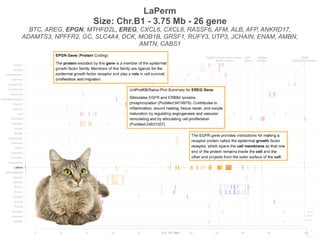 FGF5 Longhair
KIT
Gloves
PKD2 Polycystic kidney disease UGDH
Dwarfism
HR Hairless IDUA
MucopolysaccharidosisLPL Lipoprotein Lipase Deficiency
0 20 40 60 80 120 140 160 180 209
Siamese
Burmese2
Burmese1
Oriental
Bombay
Peterbald
Birman2
Birman1
Ragdoll2
Ragdoll1
JapaneseBobtail
LaPerm
AmericanCurl
CornishRex
DevonRex
Sphynx
TurkishVan
EgyptianMau
Bengal2
Bengal1
Abyssinian
Munchkins
Lykoi
Siberian2
Siberian1
NorwegianForestCat
MaineCoon
ScottishFold2
ScottishFold1
SelkirkRex
BritishShorthair
Persian2
Persian1
Chr. B1 (Mb)
LaPerm
Size: Chr.B1 - 3.75 Mb - 26 gene
BTC, AREG, EPGN, MTHFD2L, EREG, CXCL6, CXCL8, RASSF6, AFM, ALB, AFP, ANKRD17,
ADAMTS3, NPFFR2, GC, SLC4A4, DCK, MOB1B, GRSF1, RUFY3, UTP3, JCHAIN, ENAM, AMBN,
AMTN, CABS1
FGF5 Longhair
KIT
Gloves
PKD2 Polycystic kidney disease UGDH
Dwarfism
HR Hairless IDUA
MucopolysaccharidosisLPL Lipoprotein Lipase Deficiency
0 20 40 60 80 120 140 160 180 209
Siamese
Burmese2
Burmese1
Oriental
Bombay
Peterbald
Birman2
Birman1
Ragdoll2
Ragdoll1
JapaneseBobtail
LaPerm
AmericanCurl
CornishRex
DevonRex
Sphynx
TurkishVan
EgyptianMau
Bengal2
Bengal1
Abyssinian
Munchkins
Lykoi
Siberian2
Siberian1
NorwegianForestCat
MaineCoon
ScottishFold2
ScottishFold1
SelkirkRex
BritishShorthair
Persian2
Persian1
Chr. B1 (Mb)
 
