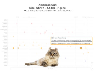 American Curl
Size: Chr.F1 - 1.5 Mb - 7 gene
PBX1, NUF2, RGS5, RGS4, HSD17B7, CCDC190, DDR2
FASL
Autoimmune lymphoproliferative Disease
SLC30A10KIF26B PEA15 Cerebral Dysgenesis
PKLR Pyruvate Kinase Def.
0 20 40 60 73
Siamese
Burmese2
Burmese1
Oriental
Bombay
Peterbald
Birman2
Birman1
Ragdoll2
Ragdoll1
JapaneseBobtail
LaPerm
AmericanCurl
CornishRex
DevonRex
Sphynx
TurkishVan
EgyptianMau
Bengal2
Bengal1
Abyssinian
Munchkins
Lykoi
Siberian2
Siberian1
NorwegianForestCat
MaineCoon
ScottishFold2
ScottishFold1
SelkirkRex
BritishShorthair
Persian2
Persian1
Chr. F1 (Mb)
FASL
Autoimmune lymphoproliferative Disease
SLC30A10KIF26B PEA15 Cerebral Dysgenesis
PKLR Pyruvate Kinase Def.
0 20 40 60 73
Siamese
Burmese2
Burmese1
Oriental
Bombay
Peterbald
Birman2
Birman1
Ragdoll2
Ragdoll1
JapaneseBobtail
LaPerm
AmericanCurl
CornishRex
DevonRex
Sphynx
TurkishVan
EgyptianMau
Bengal2
Bengal1
Abyssinian
Munchkins
Lykoi
Siberian2
Siberian1
NorwegianForestCat
MaineCoon
ScottishFold2
ScottishFold1
SelkirkRex
BritishShorthair
Persian2
Persian1
Chr. F1 (Mb)
 