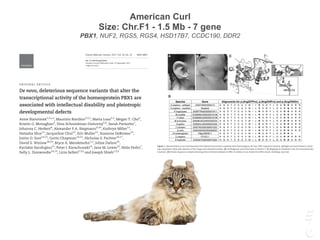 American Curl
Size: Chr.F1 - 1.5 Mb - 7 gene
PBX1, NUF2, RGS5, RGS4, HSD17B7, CCDC190, DDR2
O R I G I N A L A R T I C L E
De novo, deleterious sequence variants that alter the
transcriptional activity of the homeoprotein PBX1 are
associated with intellectual disability and pleiotropic
developmental defects
Anne Slavotinek1,2,
*,†
, Maurizio Risolino2,3,†
, Marta Losa2,3
, Megan T. Cho4
,
Kristin G. Monaghan4
, Dina Schneidman-Duhovny5,6
, Sarah Parisotto7
,
Johanna C. Herkert8
, Alexander P.A. Stegmann9,10
, Kathryn Miller11
,
Natasha Shur11
, Jacqueline Chui12
, Eric Muller12
, Suzanne DeBrosse13
,
Justin O. Szot14,15
, Gavin Chapman14,15
, Nicholas S. Pachter16,17
,
David S. Winlaw18,19
, Bryce A. Mendelsohn1,2
, Joline Dalton20
,
Kyriakie Sarafoglou21
, Peter I. Karachunski22
, Jane M. Lewis23
, Helio Pedro7
,
Sally L. Dunwoodie14,15
, Licia Selleri2,3,‡
and Joseph Shieh1,2,‡
1
Division of Medical Genetics, Department of Pediatrics, 2
Institute of Human Genetics and 3
Program in
Craniofacial Biology, Departments of Orofacial Sciences and Anatomy, University of California San Francisco,
San Francisco, CA, USA, 4
GeneDx, Gaithersburg, MD, USA, 5
School of Computer Science and Engineering and
6
Department of Biochemistry, Institute of Life Sciences, The Hebrew University of Jerusalem, Jerusalem, Israel,
7
Division of Genetics, Department of Pediatrics, Hackensack University Medical Center, Hackensack, NJ, USA,
8
Department of Genetics, University Medical Center Groningen, University of Groningen, Groningen, The
Netherlands, 9
Department of Clinical Genetics, Maastricht University Medical Center, Maastricht, The
Netherlands, 10
Department of Genetics, Radboud University Medical Center (RUMC), Nijmegen, The
Netherlands, 11
Department of Pediatrics, Albany Medical Center, Albany, NY, USA, 12
Clinical Genetics,
Stanford Children’s Health at CPMC, San Francisco, CA, USA, 13
Center for Human Genetics, University
Hospitals Cleveland Medical Center, Cleveland, OH, USA, 14
Developmental and Stem Cell Biology Division,
Victor Chang Cardiac Research Institute, Sydney, NSW, Australia, 15
University of New South Wales, Sydney,
NSW, Australia, 16
Genetic Services of Western Australia, King Edward Memorial Hospital, Perth, WA, Australia,
17
School of Paediatrics and Child Health, University of Western Australia, Perth, WA, Australia, 18
University of
Sydney, Medical School, Sydney, NSW, Australia, 19
Heart Centre for Children, Children’s Hospital at
Westmead, Sydney, NSW, Australia, 20
Paul and Shelia Wellstone Muscular Dystrophy Center, University of
Minnesota, Minneapolis, MN, USA, 21
Department of Pediatrics, University of Minnesota Masonic Children’s
Hospital, Minneapolis, MN, USA, 22
Department of Neurology, University of Minnesota, Minneapolis,
†
The authors wish it to be known that, in their opinion, the ﬁrst two authors should be regarded as joint First Authors.
‡
The authors wish it to be known that, in their opinion, the last two authors should be regarded as joint Senior Authors.
Received: June 13, 2017. Revised: August 25, 2017. Accepted: September 15, 2017
VC The Author 2017. Published by Oxford University Press. All rights reserved. For Permissions, please email: journals.permissions@oup.com
4849
Human Molecular Genetics, 2017, Vol. 26, No. 24 4849–4860
doi: 10.1093/hmg/ddx363
Advance Access Publication Date: 22 September 2017
Original Article
Downloadedfromhttps://academic.oup.com/hmg/article-abstract/26/24/4849/4210002byhhalhaddad@gmail.comon12July2020
or inherited congenital heart disease (CHD) for a total of 57
affected individuals and 63 unaffected controls.
For Patient 2, WES revealed a de novo, heterozygous variant
in PBX1: c.671 T > A, predicting (p.Met224Lys). The mean depth
of coverage was 150x with a quality threshold of 97.8%. This var-
iant is a non-conservative amino-acid substitution, occurring at
a position that is conserved across species. In view of the
anomalies in the ear, renal, and branchial arch derivatives in
these patients, we examined the genomic regions correspond-
ing to the genes involved in branchio-oto-renal (BOR) syndrome
(13) and to HNF1B that is mutated in CAKUT. No mutations were
detected in these genes or any other CAKUT gene, despite high
sequence coverage (EYA1 100%, SIX5 99.1%, SIX1 100%, and
HNF1B 100%).
Patient 3 had a de novo, heterozygous sequence variant,
c.680G> C, predicting (p.Arg227Pro) in PBX1. The variant GATK
QUAL score was 673 (>500 considered high quality) and coverage
was>80x. The Arg227 residue is proximal to the predicted DNA-
binding homeodomain of PBX1 (amino acids 233–295; Fig. 1C).
Arg227 is in a region of high sequence identity among PBX family
members, at a residue with complete conservation across species
(Fig. 1D). No mutations were detected in the genes involved in BOR
syndrome and HNF1B, despite high sequence coverage (EYA1 100%,
SIX5 99.1%, SIX1100%, and HNF1B 100%).
variant is in a genomic region of high conservation (Fig. 1C and
D). Despite good coverage, no mutations were identiﬁed in the
BOR genes (EYA1 100%, SIX5 91.5%, SIX1 100% and HNF1B 100%).
In Patient 6, mean depth of coverage was 109x and quality
threshold (percentage of captured region covered by at least 10
sequence reads) was 96.1%. The results showed heterozygosity
for a de novo, sequence variant in PBX1, c.783dupC, predicting
(p.Ser262Glnfs*2). This frameshift mutation is expected to lead
to nonsense-mediated decay and to result in premature protein
truncation. Coverage of the genes involved in BOR syndrome
was high (EYA1 100%, SIX5 99.8%, SIX1 100% and HNF1B 100%)
and no mutations were detected.
In Patient 7, clinical WES was performed with a mean depth
of coverage of 95x and a heterozygous, de novo, PBX1 (p.Arg288*)
sequence variant with a GATK score of 814 and a read depth of
84x was detected. The variant was conﬁrmed by Sanger
sequencing and results in a premature protein truncation.
In Patient 8, whole exome sequencing showed a de novo,
heterozygous variant in PBX1, c.704 G > A, predicting
p.Arg235Gln, that was identical to the variant identiﬁed in
Patient 5. Patient 8 was also heterozygous for a variant in the
steroidogenic factor-1 (NR5A1) gene, c.1379 A > G, predicting
(p.Gln460Arg). However, six individuals were reported in the
Exome Aggregation Consortium (ExAC) database to have hetero-
Figure 1. Abnormalities in ear and branchial arch-derived structures in patients with heterozygous, de novo, PBX1 sequence variants. (A) Right ear from Patient 6, show-
ing a dysplastic helix with absence of the tragus and attached earlobe. (B) Cartilaginous neck rests seen in Patient 3. (C) Mapping of mutations onto the homeodomain
structure. (D) Protein sequence analysis showing sites of altered residues in PBX1 in relation to an interactive DNA strand. (wildtype; top row)
4852 | Human Molecular Genetics, 2017, Vol. 26, No. 24
 