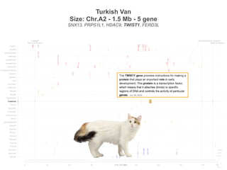 SHH Polydactyla
CLCN1 Myotonia CongenitaLAMAN
Mannosidosis alpha
0 20 40 60 100 120 140 160 173
Siamese
Burmese2
Burmese1
Oriental
Bombay
Peterbald
Birman2
Birman1
Ragdoll2
Ragdoll1
JapaneseBobtail
LaPerm
AmericanCurl
CornishRex
DevonRex
Sphynx
TurkishVan
EgyptianMau
Bengal2
Bengal1
Abyssinian
Munchkins
Lykoi
Siberian2
Siberian1
NorwegianForestCat
MaineCoon
ScottishFold2
ScottishFold1
SelkirkRex
BritishShorthair
Persian2
Persian1
Chr. A2 (Mb)
Turkish Van
Size: Chr.A2 - 1.5 Mb - 5 gene
SNX13, PRPS1L1, HDAC9, TWIST1, FERD3L
SHH Polydactyla
CLCN1 Myotonia CongenitaLAMAN
Mannosidosis alpha
0 20 40 60 100 120 140 160 173
Siamese
Burmese2
Burmese1
Oriental
Bombay
Peterbald
Birman2
Birman1
Ragdoll2
Ragdoll1
JapaneseBobtail
LaPerm
AmericanCurl
CornishRex
DevonRex
Sphynx
TurkishVan
EgyptianMau
Bengal2
Bengal1
Abyssinian
Munchkins
Lykoi
Siberian2
Siberian1
NorwegianForestCat
MaineCoon
ScottishFold2
ScottishFold1
SelkirkRex
BritishShorthair
Persian2
Persian1
Chr. A2 (Mb)
 