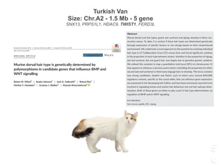 Turkish Van
Size: Chr.A2 - 1.5 Mb - 5 gene
SNX13, PRPS1L1, HDAC9, TWIST1, FERD3L
| development in three consecutive waves, forming four dorsal hair
types: guard, awl, auchene and zigzag.[3]
The first wave starts at em-
| |
DOI: 10.1111/exd.14090
Murine dorsal hair type is genetically determined by
polymorphisms in candidate genes that influence BMP and
1
| 1
| 1
| Betoul Baz1
|
2
| 1
| Kiarash Khosrotehrani1
1
Experimental Dermatology Group, UQ
Diamantina Institute, The University of
Queensland, Brisbane, QLD, Australia
2
QIMRBerghofer Institute of Medical
Research, Brisbane, QLD, Australia
Kiarash Khosrotehrani, Experimental
Dermatology, The University of Queensland
Diamantina Institute, Translational Research
Institute, 37 Kent Street, Woolloongabba,
QLD 4102 Australia.
Email: k.khosrotehrani@uq.edu.au
Funding information
National Health and Medical Research
Council, Grant/Award Number: NHMRC. GJ.
Walker, K Khosrotehrani. Systems analysis of
skin biology and cancer, 2014-2017
Mouse dorsal coat hair types, guard, awl, auchene and zigzag, develop in three con-
secutive waves. To date, it is unclear if these hair types are determined genetically
through expression of specific factors or can change based on their mesenchymal
environment. We undertook a novel approach to this question by studying individual
hair type in 67 Collaborative Cross (CC) mouse lines and found significant variation
in the proportion of each type between strains. Variation in the proportion of zigzag,
awl and auchene, but not guard hair, was largely due to germline genetic variation.
We utilised this variation to map a quantitative trait locus (QTL) on chromosome 12
that appears to influence a decision point switch controlling the propensity for either
second (awl and auchene) or third wave (zigzag) hairs to develop. This locus contains
two strong candidates, Sostdc1 and Twist1, each of which carry several ENCODE
regulatory variants, specific to the causal allele, that can influence gene expression,
are expressed in the developing hair follicle, and have been previously reported to be
involved in regulating human and murine hair behaviour, but not hair subtype deter-
mination. Both of these genes are likely to play a part in hair type determination via
regulation of BMP and/or WNT signalling.
hair, mouse, papilla, QTL, zigzag
| Experimental Dermatology. 2020;29:450–461.wileyonlinelibrary.com/journal/exd
|
In both humans and mice there are multiple distinct hair types, each
of which differs in size and shape. Hair curl is generated largely by
kinks in the hair follicle (HF) through which the hair grows.[1]
In mice,
pelage HF development involves reciprocal mesenchymal-epithe-
lial interactions[2]
and takes place during foetal and perinatal skin
development in three consecutive waves, forming four dorsal hair
types: guard, awl, auchene and zigzag.[3]
The first wave starts at em-
bryonic day 14.5 (E14.5) and forms primary (guard) hairs. The sec-
ond wave initiated at E16.5 forms secondary (awl and auchene) hairs.
The final wave starts at E18.5 forming tertiary (zigzag) hairs.[4]
Guard
hairs have distinctively long shafts and have a sensory function.[5]
About 3% of pelage hairs are guard, ~16% awl, ~8% auchene and
polymorphisms in candidate genes that influence BMP and
1
| 1
| 1
| Betoul Baz1
|
2
| 1
| Kiarash Khosrotehrani1
© 2020 John Wiley & Sons A/S. Published by John Wiley & Sons Ltd
1
Experimental Dermatology Group, UQ
Diamantina Institute, The University of
Queensland, Brisbane, QLD, Australia
2
QIMRBerghofer Institute of Medical
Research, Brisbane, QLD, Australia
Kiarash Khosrotehrani, Experimental
Dermatology, The University of Queensland
Diamantina Institute, Translational Research
Institute, 37 Kent Street, Woolloongabba,
QLD 4102 Australia.
Email: k.khosrotehrani@uq.edu.au
Funding information
National Health and Medical Research
Council, Grant/Award Number: NHMRC. GJ.
Walker, K Khosrotehrani. Systems analysis of
skin biology and cancer, 2014-2017
Mouse dorsal coat hair types, guard, awl, auchene and zigzag, develop in three con-
secutive waves. To date, it is unclear if these hair types are determined genetically
through expression of specific factors or can change based on their mesenchymal
environment. We undertook a novel approach to this question by studying individual
hair type in 67 Collaborative Cross (CC) mouse lines and found significant variation
in the proportion of each type between strains. Variation in the proportion of zigzag,
awl and auchene, but not guard hair, was largely due to germline genetic variation.
We utilised this variation to map a quantitative trait locus (QTL) on chromosome 12
that appears to influence a decision point switch controlling the propensity for either
second (awl and auchene) or third wave (zigzag) hairs to develop. This locus contains
two strong candidates, Sostdc1 and Twist1, each of which carry several ENCODE
regulatory variants, specific to the causal allele, that can influence gene expression,
are expressed in the developing hair follicle, and have been previously reported to be
involved in regulating human and murine hair behaviour, but not hair subtype deter-
mination. Both of these genes are likely to play a part in hair type determination via
regulation of BMP and/or WNT signalling.
hair, mouse, papilla, QTL, zigzag
Graeme J. Walker and Kiarash Khosrotehrani equally contributed as senior authors.
 