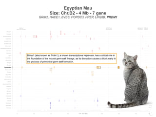 TBOX
Tailless
GPRC6A
Amyloidosis
SERAC1
Deafness
CMAH
Blood Group ABC
0 20 40 60 100 120 140 156
Siamese
Burmese2
Burmese1
Oriental
Bombay
Peterbald
Birman2
Birman1
Ragdoll2
Ragdoll1
JapaneseBobtail
LaPerm
AmericanCurl
CornishRex
DevonRex
Sphynx
TurkishVan
EgyptianMau
Bengal2
Bengal1
Abyssinian
Munchkins
Lykoi
Siberian2
Siberian1
NorwegianForestCat
MaineCoon
ScottishFold2
ScottishFold1
SelkirkRex
BritishShorthair
Persian2
Persian1
Chr. B2 (Mb)
Egyptian Mau
Size: Chr.B2 - 4 Mb - 7 gene
GRIK2, HACE1, BVES, POPDC3, PREP, LIN28B, PRDM1
TBOX
Tailless
GPRC6A
Amyloidosis
SERAC1
Deafness
CMAH
Blood Group ABC
0 20 40 60 100 120 140 156
Siamese
Burmese2
Burmese1
Oriental
Bombay
Peterbald
Birman2
Birman1
Ragdoll2
Ragdoll1
JapaneseBobtail
LaPerm
AmericanCurl
CornishRex
DevonRex
Sphynx
TurkishVan
EgyptianMau
Bengal2
Bengal1
Abyssinian
Munchkins
Lykoi
Siberian2
Siberian1
NorwegianForestCat
MaineCoon
ScottishFold2
ScottishFold1
SelkirkRex
BritishShorthair
Persian2
Persian1
Chr. B2 (Mb)
 