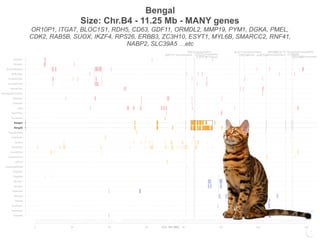 KRT71 Rexing/Hairless
TAC3 Hypogonadism
STAC3 Amyloidosis
CYP27B1 Rickets
ALX1Craniofacial Defect
CEP290PRA GNPTAB Mucolipidosis II
APOBEC3 FIV Resistance/Susceptibility
CYB5R3
EFCAB6 Amyloidosis
0 20 40 60 80 100 120 146
Siamese
Burmese2
Burmese1
Oriental
Bombay
Peterbald
Birman2
Birman1
Ragdoll2
Ragdoll1
JapaneseBobtail
LaPerm
AmericanCurl
CornishRex
DevonRex
Sphynx
TurkishVan
EgyptianMau
Bengal2
Bengal1
Abyssinian
Munchkins
Lykoi
Siberian2
Siberian1
NorwegianForestCat
MaineCoon
ScottishFold2
ScottishFold1
SelkirkRex
BritishShorthair
Persian2
Persian1
Chr. B4 (Mb)
Bengal
Size: Chr.B4 - 11.25 Mb - MANY genes
OR10P1, ITGA7, BLOC1S1, RDH5, CD63, GDF11, ORMDL2, MMP19, PYM1, DGKA, PMEL,
CDK2, RAB5B, SUOX, IKZF4, RPS26, ERBB3, ZC3H10, ESYT1, MYL6B, SMARCC2, RNF41,
NABP2, SLC39A5 …etc
KRT71 Rexing/Hairless
TAC3 Hypogonadism
STAC3 Amyloidosis
CYP27B1 Rickets
ALX1Craniofacial Defect
CEP290PRA GNPTAB Mucolipidosis II
APOBEC3 FIV Resistance/Susceptibility
CYB5R3
EFCAB6 Amyloidosis
0 20 40 60 80 100 120 146
Siamese
Burmese2
Burmese1
Oriental
Bombay
Peterbald
Birman2
Birman1
Ragdoll2
Ragdoll1
JapaneseBobtail
LaPerm
AmericanCurl
CornishRex
DevonRex
Sphynx
TurkishVan
EgyptianMau
Bengal2
Bengal1
Abyssinian
Munchkins
Lykoi
Siberian2
Siberian1
NorwegianForestCat
MaineCoon
ScottishFold2
ScottishFold1
SelkirkRex
BritishShorthair
Persian2
Persian1
Chr. B4 (Mb)
 
