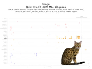 Bengal
Size: Chr.D2 - 3.25 Mb - 20 genes
TIAL1, BAG3, INPP5F, MCMBP, SEC23IP, PLPP4, WDR11, FGFR2, ATE1, TACC2, NSMCE4A,
BTBD16, PLEKHA1, HTRA1, CUZD1, PSTK, IKZF5, ACADSB, HMX3, BUB3
UROS
Porphyria (congenital erythropoietic)
0 20 40 60 91
Siamese
Burmese2
Burmese1
Oriental
Bombay
Peterbald
Birman2
Birman1
Ragdoll2
Ragdoll1
JapaneseBobtail
LaPerm
AmericanCurl
CornishRex
DevonRex
Sphynx
TurkishVan
EgyptianMau
Bengal2
Bengal1
Abyssinian
Munchkins
Lykoi
Siberian2
Siberian1
NorwegianForestCat
MaineCoon
ScottishFold2
ScottishFold1
SelkirkRex
BritishShorthair
Persian2
Persian1
Chr. D2 (Mb)
UROS
Porphyria (congenital erythropoietic)
0 20 40 60 91
Siamese
Burmese2
Burmese1
Oriental
Bombay
Peterbald
Birman2
Birman1
Ragdoll2
Ragdoll1
JapaneseBobtail
LaPerm
AmericanCurl
CornishRex
DevonRex
Sphynx
TurkishVan
EgyptianMau
Bengal2
Bengal1
Abyssinian
Munchkins
Lykoi
Siberian2
Siberian1
NorwegianForestCat
MaineCoon
ScottishFold2
ScottishFold1
SelkirkRex
BritishShorthair
Persian2
Persian1
Chr. D2 (Mb)
 