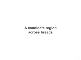 A candidate region
across breeds
 