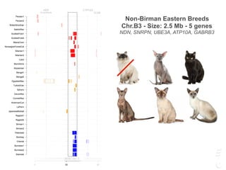CYP1A2
CLN6
AEN
Amyloidosis
0 20 40
Siamese
Burmese2
Burmese1
Oriental
Bombay
Peterbald
Birman2
Birman1
Ragdoll2
Ragdoll1
JapaneseBobtail
LaPerm
AmericanCurl
CornishRex
DevonRex
Sphynx
TurkishVan
EgyptianMau
Bengal2
Bengal1
Abyssinian
Munchkins
Lykoi
Siberian2
Siberian1
NorwegianForestCat
MaineCoon
ScottishFold2
ScottishFold1
SelkirkRex
BritishShorthair
Persian2
Persian1
NP
LT
CYP1A2
CLN6
AEN
Amyloidosis
MYH7
Hypertrophic Cardiomyopathy
0 20 40 60 100 120
Siamese
Burmese2
Burmese1
Oriental
Bombay
Peterbald
Birman2
Birman1
Ragdoll2
Ragdoll1
JapaneseBobtail
LaPerm
AmericanCurl
CornishRex
DevonRex
Sphynx
TurkishVan
EgyptianMau
Bengal2
Bengal1
Abyssinian
Munchkins
Lykoi
Siberian2
Siberian1
NorwegianForestCat
MaineCoon
ScottishFold2
ScottishFold1
SelkirkRex
BritishShorthair
Persian2
Persian1
Chr. B3 (Mb)
NP
LT
CYP1A2
CLN6
AEN
Amyloidosis
MYH7
Hypertrophic Cardiomyopathy
0 20 40 60 100 120
Siamese
Burmese2
Burmese1
Oriental
Bombay
Peterbald
Birman2
Birman1
Ragdoll2
Ragdoll1
JapaneseBobtail
LaPerm
AmericanCurl
CornishRex
DevonRex
Sphynx
TurkishVan
EgyptianMau
Bengal2
Bengal1
Abyssinian
Munchkins
Lykoi
Siberian2
Siberian1
NorwegianForestCat
MaineCoon
ScottishFold2
ScottishFold1
SelkirkRex
BritishShorthair
Persian2
Persian1
Chr. B3 (Mb)
Non-Birman Eastern Breeds
Chr.B3 - Size: 2.5 Mb - 5 genes
NDN, SNRPN, UBE3A, ATP10A, GABRB3
 