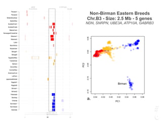 CYP1A2
CLN6
AEN
Amyloidosis
0 20 40
Siamese
Burmese2
Burmese1
Oriental
Bombay
Peterbald
Birman2
Birman1
Ragdoll2
Ragdoll1
JapaneseBobtail
LaPerm
AmericanCurl
CornishRex
DevonRex
Sphynx
TurkishVan
EgyptianMau
Bengal2
Bengal1
Abyssinian
Munchkins
Lykoi
Siberian2
Siberian1
NorwegianForestCat
MaineCoon
ScottishFold2
ScottishFold1
SelkirkRex
BritishShorthair
Persian2
Persian1
NP
LT
CYP1A2
CLN6
AEN
Amyloidosis
MYH7
Hypertrophic Cardiomyopathy
0 20 40 60 100 120
Siamese
Burmese2
Burmese1
Oriental
Bombay
Peterbald
Birman2
Birman1
Ragdoll2
Ragdoll1
JapaneseBobtail
LaPerm
AmericanCurl
CornishRex
DevonRex
Sphynx
TurkishVan
EgyptianMau
Bengal2
Bengal1
Abyssinian
Munchkins
Lykoi
Siberian2
Siberian1
NorwegianForestCat
MaineCoon
ScottishFold2
ScottishFold1
SelkirkRex
BritishShorthair
Persian2
Persian1
Chr. B3 (Mb)
NP
LT
CYP1A2
CLN6
AEN
Amyloidosis
MYH7
Hypertrophic Cardiomyopathy
0 20 40 60 100 120
Siamese
Burmese2
Burmese1
Oriental
Bombay
Peterbald
Birman2
Birman1
Ragdoll2
Ragdoll1
JapaneseBobtail
LaPerm
AmericanCurl
CornishRex
DevonRex
Sphynx
TurkishVan
EgyptianMau
Bengal2
Bengal1
Abyssinian
Munchkins
Lykoi
Siberian2
Siberian1
NorwegianForestCat
MaineCoon
ScottishFold2
ScottishFold1
SelkirkRex
BritishShorthair
Persian2
Persian1
Chr. B3 (Mb)
Non-Birman Eastern Breeds
Chr.B3 - Size: 2.5 Mb - 5 genes
NDN, SNRPN, UBE3A, ATP10A, GABRB3
-0.04 -0.02 0.00 0.02 0.04 0.06 0.08
-0.15-0.10-0.050.000.05
PC1
PC2 Birman
a.
-0.04
-0.15-0.10-0.050.000.05
PC3
b.
0.05
0.04
 