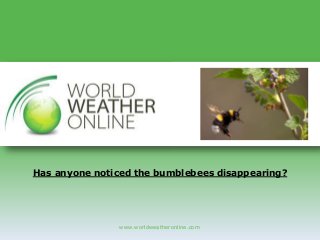 www.worldweatheronline.com
Has anyone noticed the bumblebees disappearing?
 