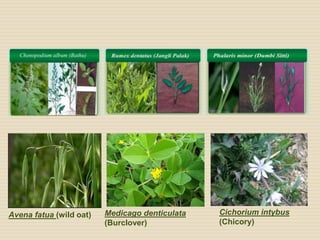 Weed Management Rabi Crops by Haseena Shabnam | PPTX