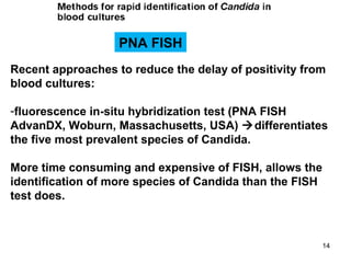 Recent approaches to reduce the delay of positivity from
blood cultures:
-fluorescence in-situ hybridization test (PNA FISH
AdvanDX, Woburn, Massachusetts, USA) differentiates
the five most prevalent species of Candida.
More time consuming and expensive of FISH, allows the
identification of more species of Candida than the FISH
test does.
PNA FISH
14
 