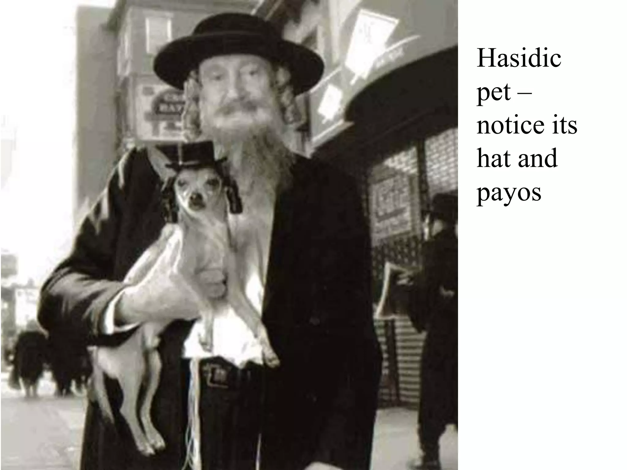 Hasidic
pet –
notice its
hat and
payos

 