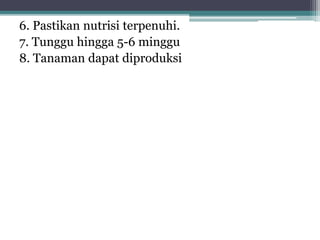 6. Pastikan nutrisi terpenuhi.
7. Tunggu hingga 5-6 minggu
8. Tanaman dapat diproduksi
 