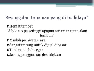 Keunggulan tanaman yang di budidaya?
Hemat tempat
“dibikin pipa setinggi apapun tanaman tetap akan
tumbuh”
Mudah perawatan nya
Sangat untung untuk dijual dipasar
Tanaman lebih segar
Jarang penggunaan desinfektan
 