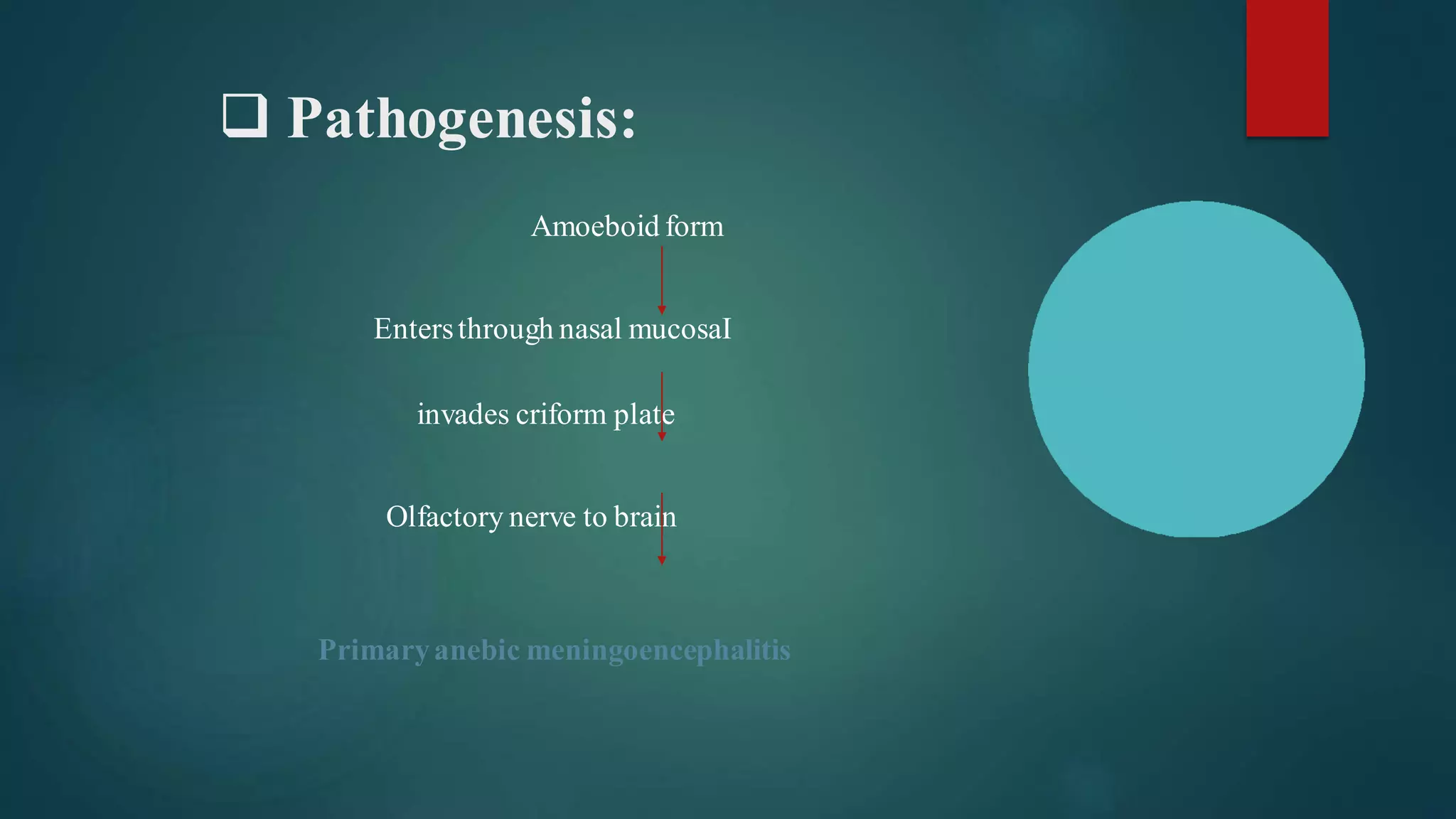 ❑ Pathogenesis:
Amoeboid form
Entersthrough nasal mucosaI
invades criform plate
Olfactory nerve to brain
Primaryanebic meningoencephalitis
 