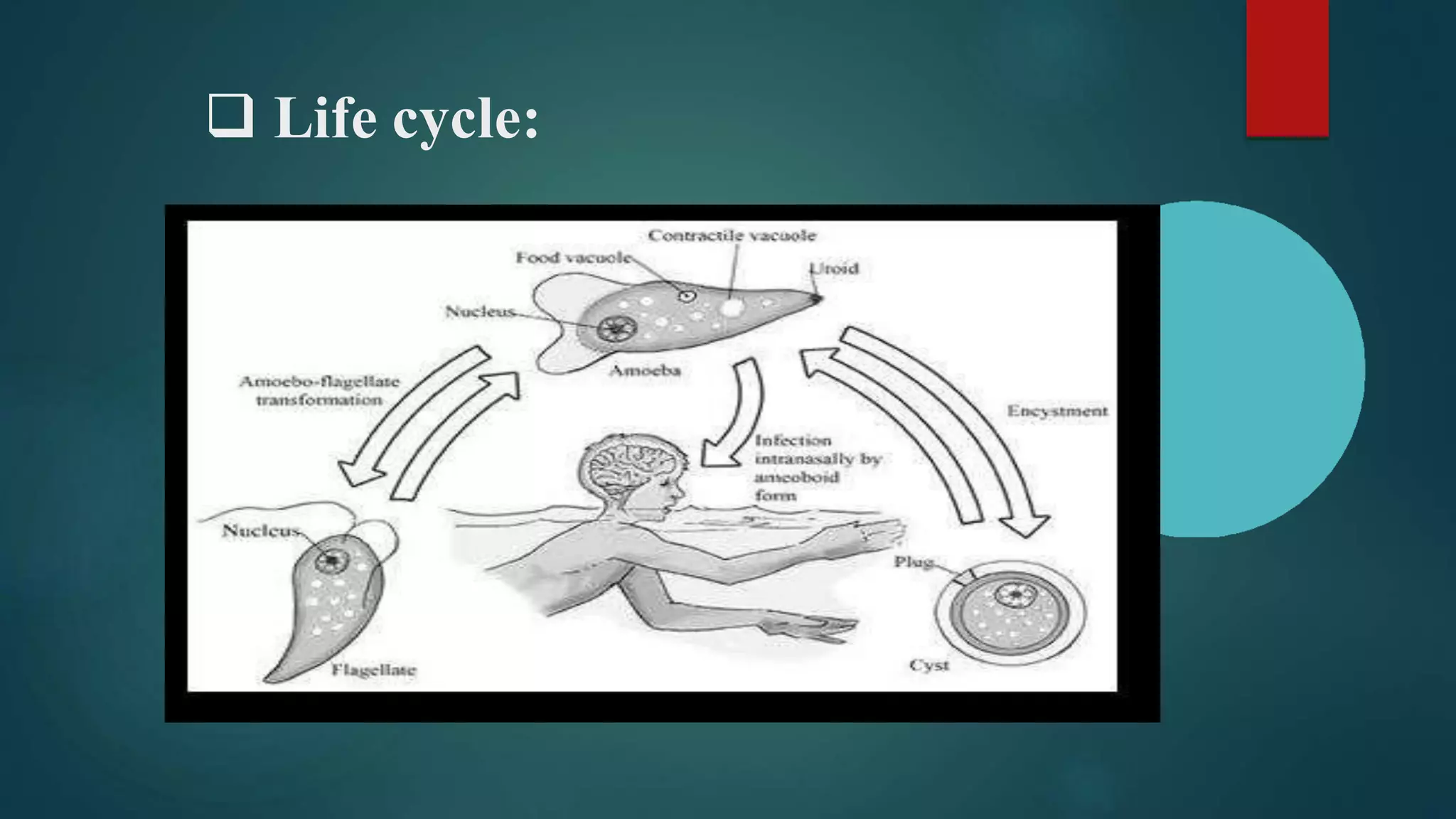 ❑ Life cycle:
 