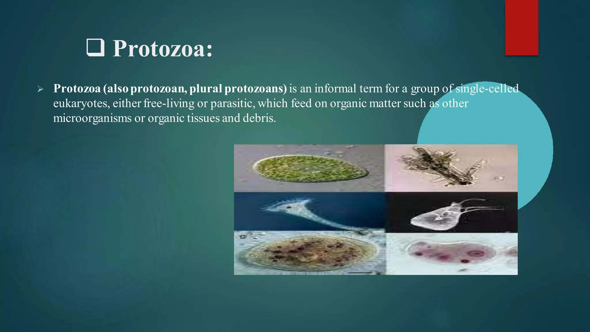 ❑ Protozoa:
➢ Protozoa (alsoprotozoan, plural protozoans) is an informal term for a group of single-celled
eukaryotes, either free-living or parasitic, which feed on organic matter such as other
microorganisms or organic tissues and debris.
 