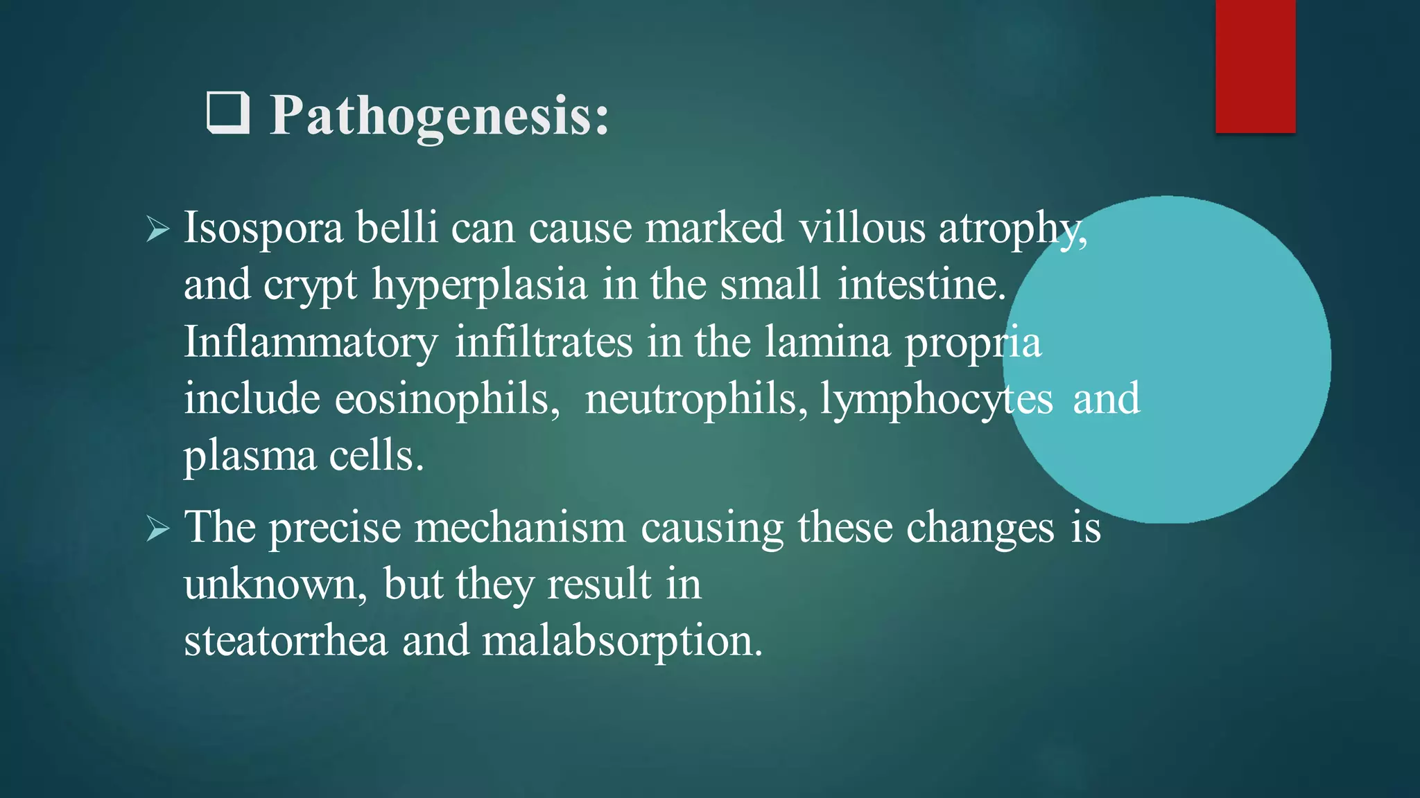 ❑ Pathogenesis:
➢ Isospora belli can cause marked villous atrophy,
and crypt hyperplasia in the small intestine.
Inflammatory infiltrates in the lamina propria
include eosinophils, neutrophils, lymphocytes and
plasma cells.
➢ The precise mechanism causing these changes is
unknown, but they result in
steatorrhea and malabsorption.
 