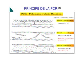 PRINCIPE DE LA PCR (1)