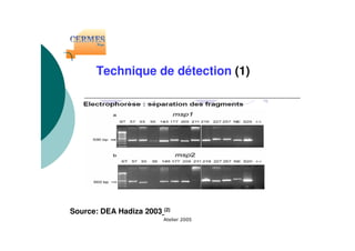 Technique de détection (1)
Source: DEA Hadiza 2003 (2)