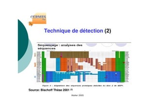 Technique de détection (2)
Source: Bischoff Thèse 2001 (3)