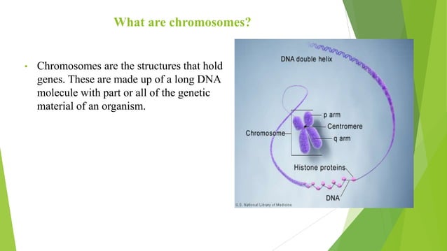 Structural and numerical variations in chromosomes and their ...