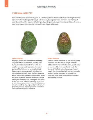 Avocado Quality Manual - Manual de calidad de aguacate hass - HAB | PDF