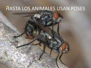 HASTA LOS ANIMALES USAN POSES
 