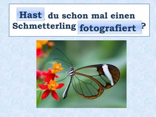 _____ du schon mal einen
Schmetterling ___________ ?
Hast
fotografiert
 