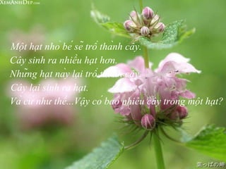 Một hạt nhỏ bé sẽ trổ thành cây. Cây sinh ra nhiều hạt hơn. Những hạt này lại trổ thành cây.  Cây lại sinh ra hạt. Và cứ như thế...Vậy có bao nhiêu cây trong một hạt? 