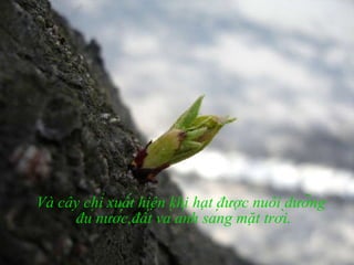 Và cây chỉ xuất hiện khi hạt được nuôi dưỡng đủ nước,đất và ánh sáng mặt trời. 