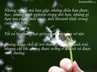 Những người mà bạn gặp, những điều bạn được học, những kinh nghiệm trong đời bạn, những gì bạn lựa chọn, mỗi ngày, mỗi khoảnh khắc trong cuộc đời bạn.... Tất cả là những hạt giống với sức sống vô tận. Chúng đang chờ để trở thành cây, rồi thành trái, nhưng chỉ khi chúng được trồng ở đất tốt và được nuôi dưỡng.  