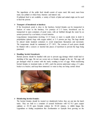 s12
The ingredients of the pellet feed should consist of copra meal, fish meal, meat–bone
meal, rice pollard or wheat bran, vitamins and mineral mix.
If pelletised feed is not available, a variety of feeds of plant and animal origin can be used
to feed the prawns.
 Transport of broodstock to hatchery
If the broodstock pond is close to the hatchery, berried females can be transported in
buckets of water to the hatchery. For journeys of 2–3 hours, broodstock can be
transported in open containers of pond water, with air bubbled through the water by an
aerator powered by a car battery or torch batteries.
Long-distance transportation involving 12–15 hours or more is usually done in doub le
polyethylene (plastic) bags with oxygen added, at 2–5 prawns per bag. The bags should
be placed inside insulated containers to avoid temperature fluctuations and movement.
The temperature should be maintained at 27°–30°C. The rostrum of each prawn should
be blunted with a scissors or inserted into pieces of styrofoam to prevent the bags being
punctured.
 Handling berried broodstock
Berried prawns should be handled with care to prevent egg damage which would lead to
shedding of the eggs. Do not use scoop nets as females struggle in the net. The eggs will
get damaged when in contact with the mesh, resulting in loss of eggs. When transferring
berried females to treatment tanks or LRT, catch the prawns underwater using a 2 L glass
beaker or a bucket, and keep them immersed in water as they are being carried about.
 Disinfecting berried females
The berried females should be treated (or disinfected) before they are put into the hatch
tanks. They are held in a container of aerated freshwater with 0.2–0.3 ppm copper
sulphate or 20–30 ppm formalin solution for 30–60 minutes, to inhibit fungus like
Lagenidium or fouling zooplankton like Zoothamnion or Epistylis from growing on the
 