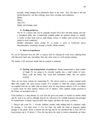 s18
mosquito netting hanging from polystyrene floats in the water. They will cling to this and
spread themselves out, thus reducing stress from crowding and cannibalism.
Siphon
Siphon
Tube PVC
Simple end Cleaning head
 Feeding postlarvae
The PL in a nursery tank can be gradually weaned off ox liver and brine shrimp, and onto
a formulated pellet diet. Commercially available pellets for penaeid shrimp are suitable.
A variety of other feeds such as small shrimp, worms, or mollusc meat can also be given,
subject to local availability.
Detailed information about rearing PL in ponds is given in Freshwater prawn
Macrobrachium rosenbergii farming in Pacific Island countries.
 Harvest of postlarvae
PL can be harvested from the LRT or nursery tank by reducing the water level, collecting them
with fine-mesh hand nets, and putting them into clean water in a well aerated container.
The number of PL harvested should then be counted or estimated.
 Packing and transportation of postlarvae During transportation a large number
of fragile PL are going to be crowded together into a small volume of water.
Many could die before they reach their destination, unless they are packed
properly.
There are two basic systems for transporting PL. The closed system is a sealed container partly
filled with oxygen. The open system consists of a container in which the oxygen requirements
are supplied from the air, either with an aerator stone for long distance delivery of PL or without
a aerator stone for short distance delivery (10–15 minutes). Three methods usually practised in
the Pacific are described in Box 6.
If the hatchery is a long distance by road from the grow-out ponds, or located on another island
and PL need to be sent by airfreight, then the PL will need to be carefully prepared and packaged
for transportation in plastic bags provided with oxygen and fitted into boxes, as follows.
1. Harvest and count PL. 2. Provide sufficient aeration while holding them in containers ready
for packing. 3. Use clean water. 4. Use two bags, one inside the other, as insurance against
damage to the plastic. Water is poured into the bag and PL are transferred into it. Pack 50/L for
long journeys (up to 18 hours). 5. Press the bag above the water to remove atmospheric air. Insert
 