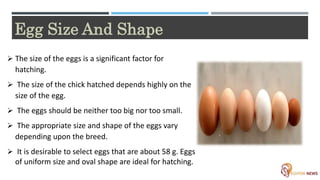 Hatchery Poultry Farming | PPTX