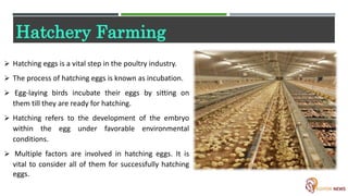 Hatchery Poultry Farming | PPTX