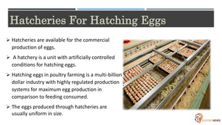 Hatchery Poultry Farming | PPTX