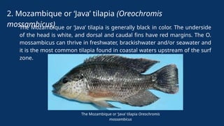 Java Tilapia fishs HATCHERY MANAGEMENT LECTURE 3.pptx