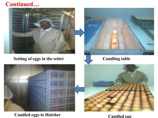 Hatchery Management Practices.pptx