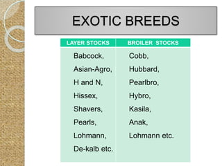 EXOTIC BREEDS
LAYER STOCKS BROILER STOCKS
Babcock,
Asian-Agro,
H and N,
Hissex,
Shavers,
Pearls,
Lohmann,
De-kalb etc.
Cobb,
Hubbard,
Pearlbro,
Hybro,
Kasila,
Anak,
Lohmann etc.
 
