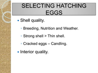SELECTING HATCHING
EGGS
 Shell quality.
◦ Breeding, Nutrition and Weather.
◦ Strong shell > Thin shell.
◦ Cracked eggs – Candling.
 Interior quality.
 