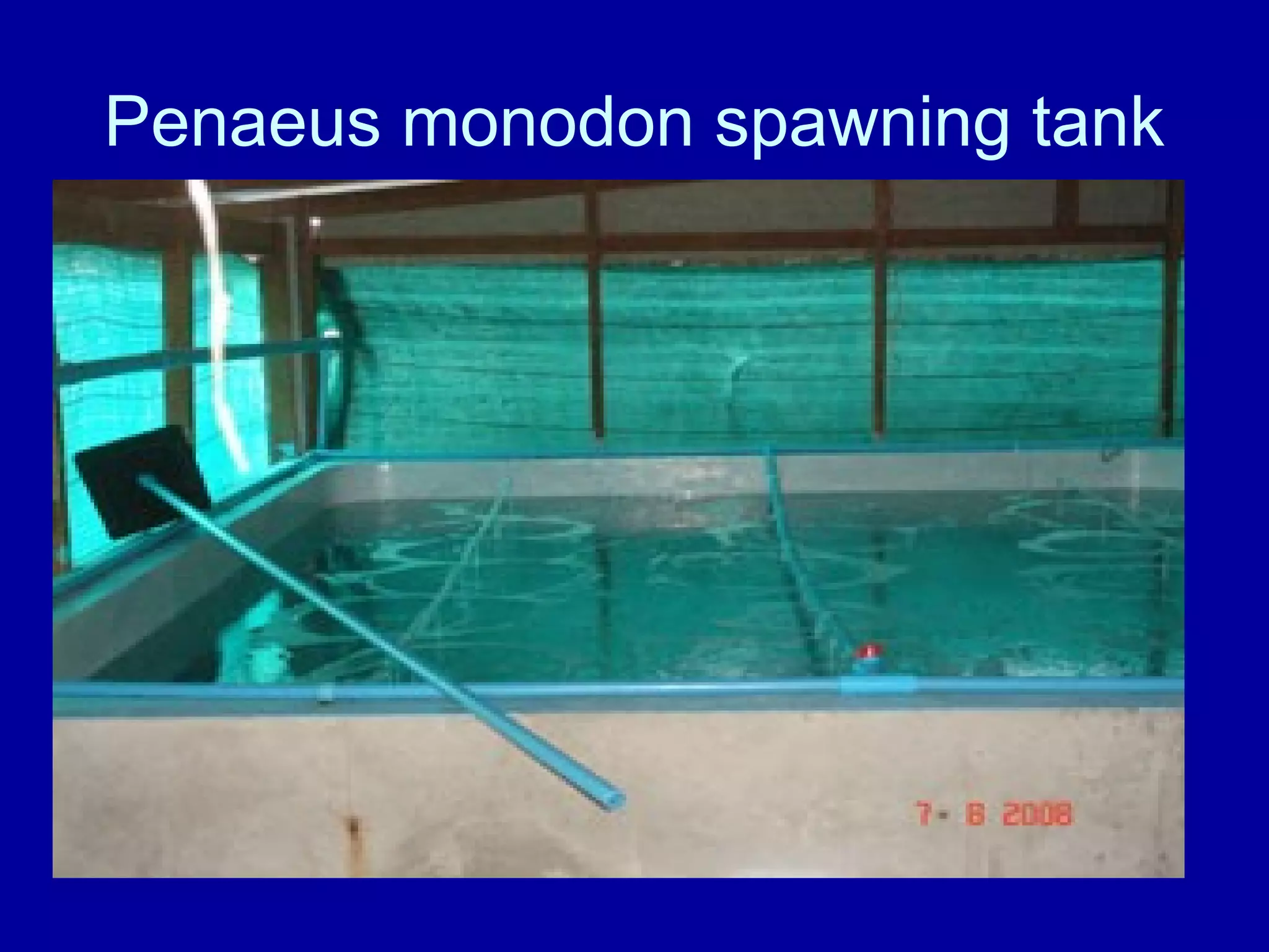 Penaeus monodon spawning tank
 